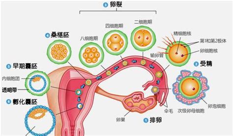孕晚期